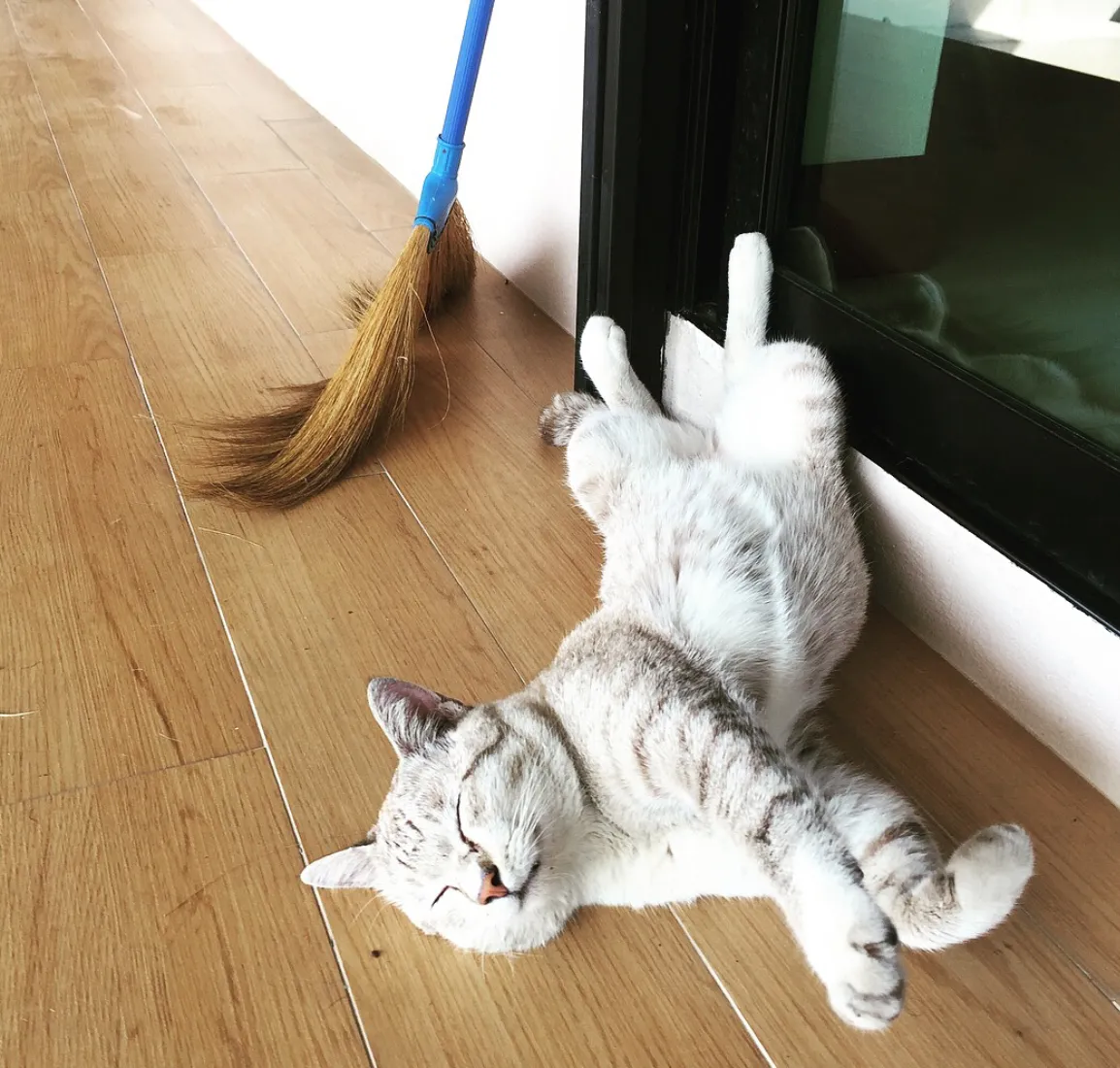 우리집에 놀러오는 길냥이. 너는 살아있는 따끈따끈한 유일한 생명체인데....