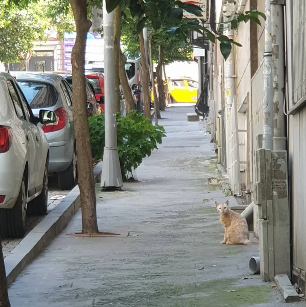이스탄불은 고양이 천국!!