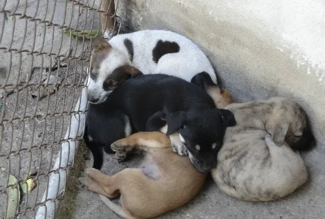 이렇게 4마리 중 가장 체구가 작고 얼룩덜룩한 아이