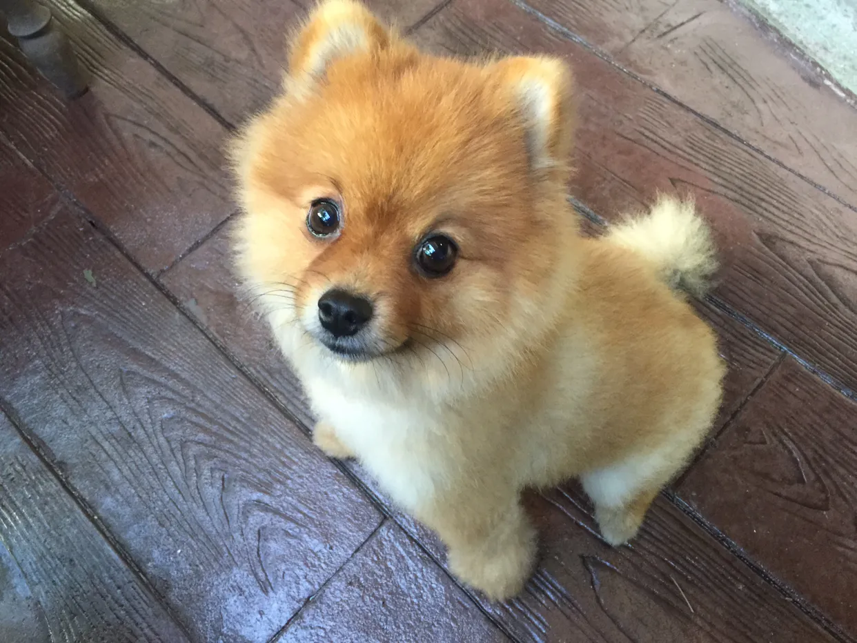귀요미 강생이