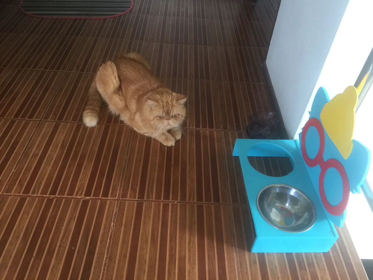 저 고양이가 나보다 낫구만
