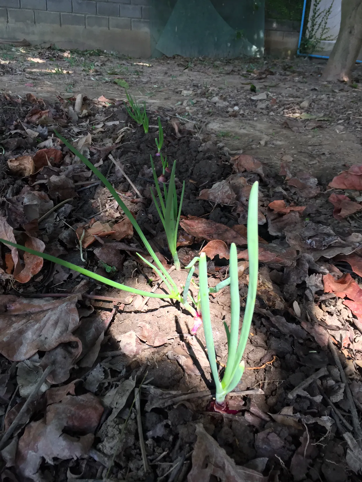 농사. permaculture? 결국 나는 양파 몇번 심고 말았음. (또르르...)