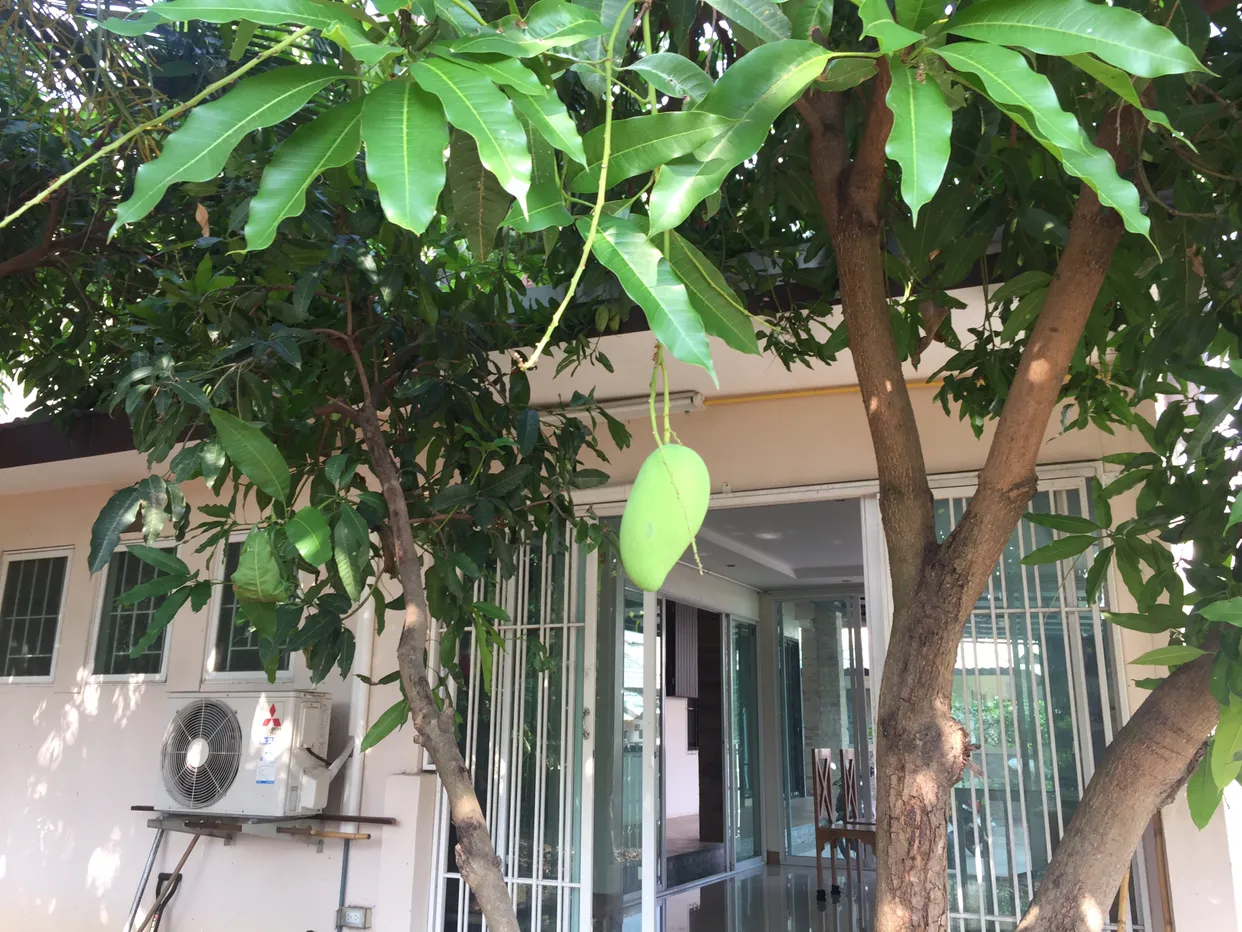 뙇. 망고님 등장.